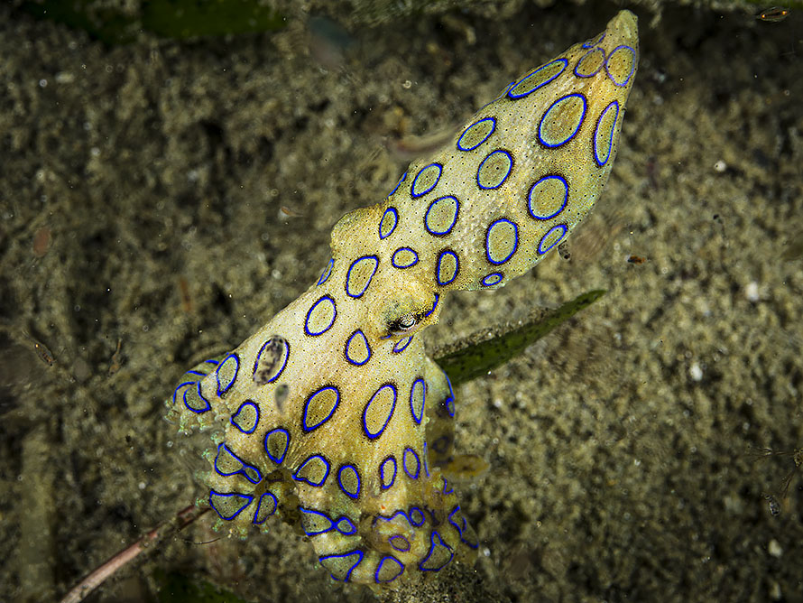 Hapalochlaena sp.